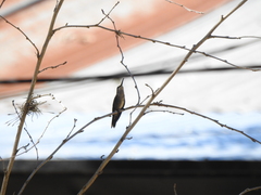 Heliomaster furcifer