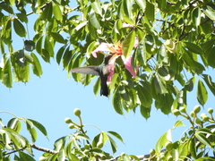 Heliomaster furcifer