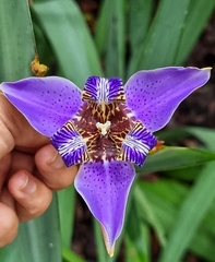 Trimezia coerulea