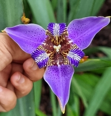 Trimezia coerulea