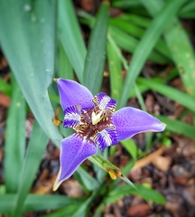 Trimezia coerulea