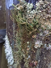 Cladonia polydactyla