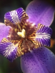 Trimezia coerulea