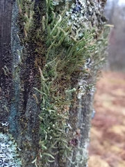 Cladonia polydactyla