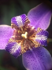 Trimezia coerulea