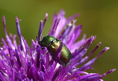 Cryptocephalus sericeus