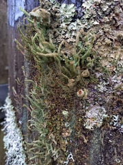 Cladonia polydactyla