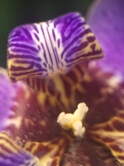 Trimezia coerulea