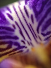 Trimezia coerulea