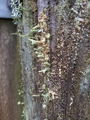 Cladonia polydactyla