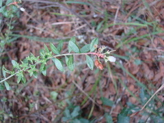 Vaccinium myrsinites