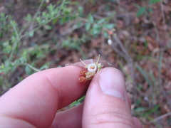 Vaccinium myrsinites