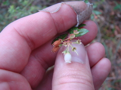 Vaccinium myrsinites