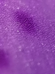 Trimezia coerulea