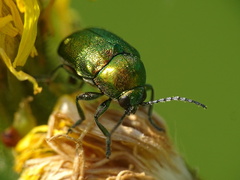 Cryptocephalus sericeus