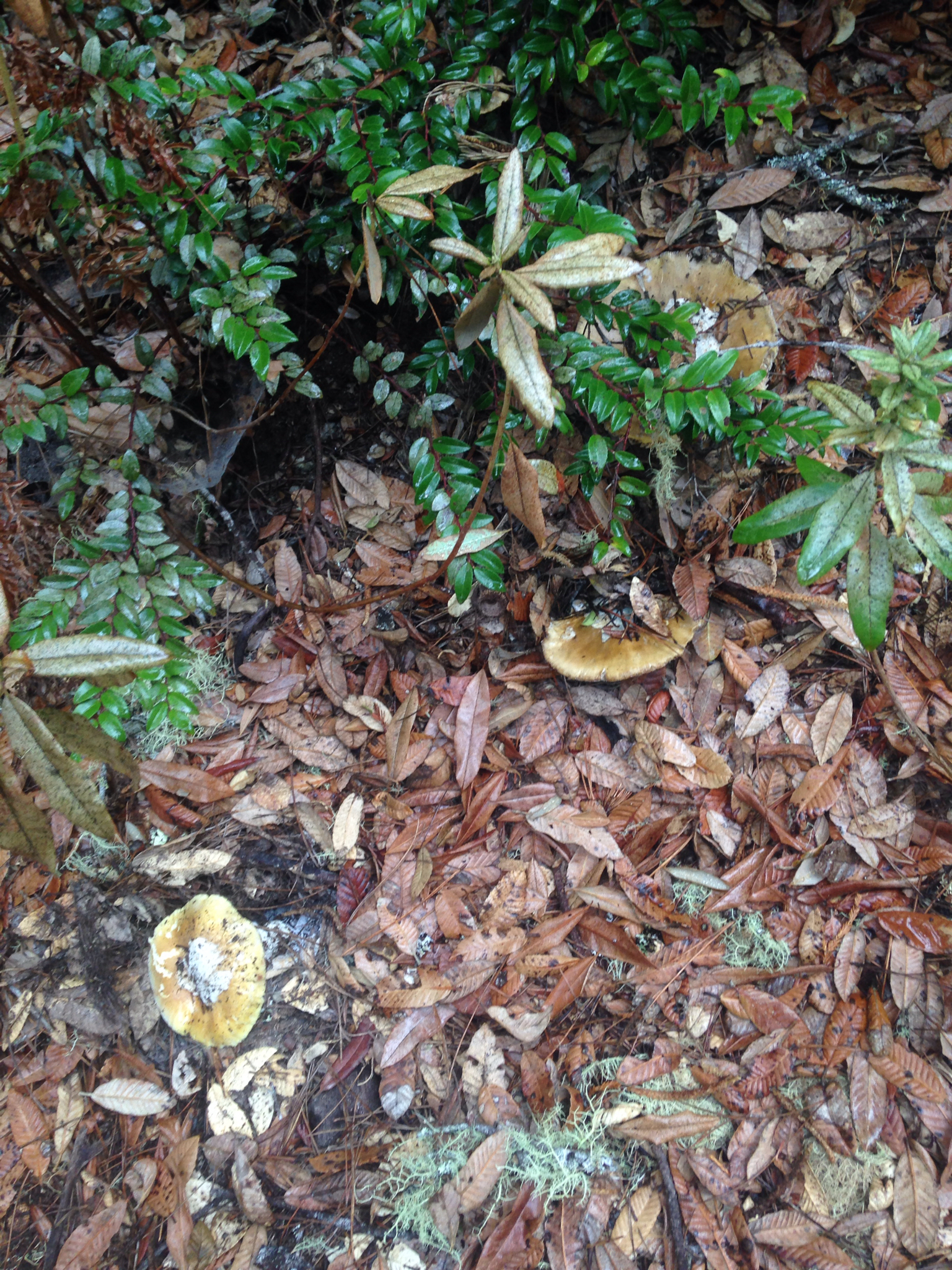 Amanita calyptroderma image