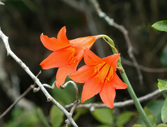 Cyrtanthus sanguineus