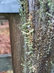 Cladonia polydactyla