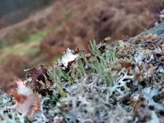 Cladonia polydactyla