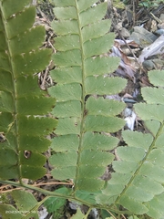 Polystichum tripteron