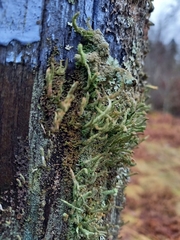 Cladonia polydactyla