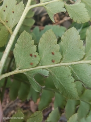 Polystichum tripteron