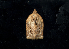 Adoxophyes privatana