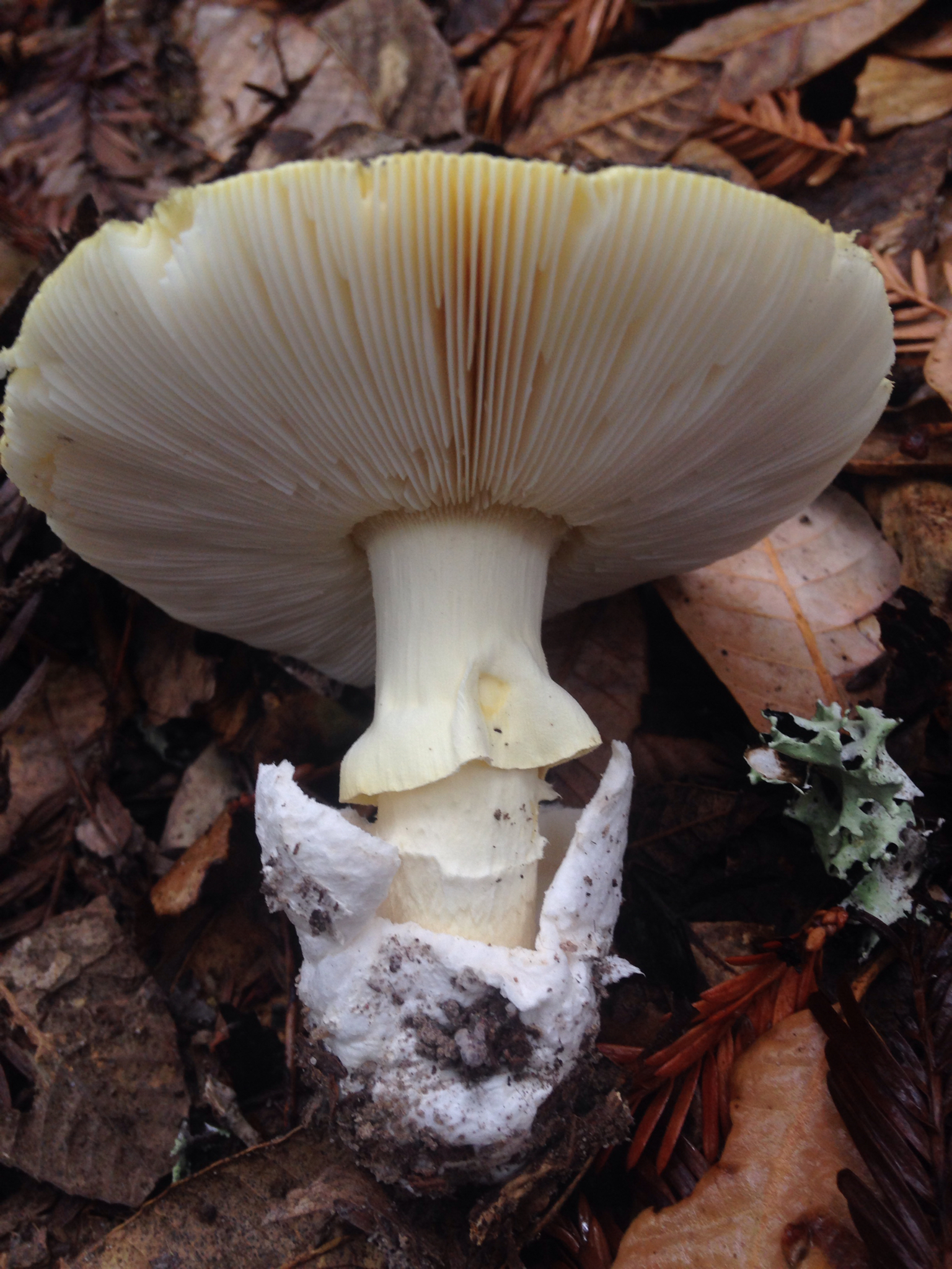 Amanita calyptroderma image