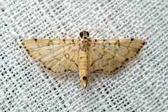 Lamprosema tampiusalis