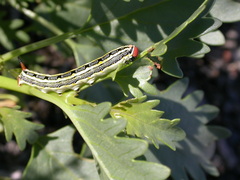 Hyles livornica
