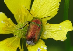 Cryptocephalus sericeus