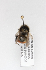 Bombus rufocinctus