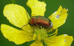 Cryptocephalus sericeus