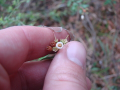 Vaccinium myrsinites