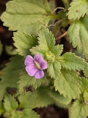 Stemodia verticillata
