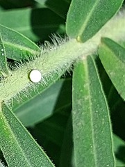 Euphorbia papillosa