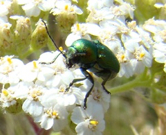 Cryptocephalus sericeus