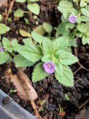 Stemodia verticillata