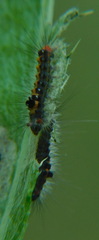 Acronicta psi