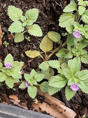 Stemodia verticillata