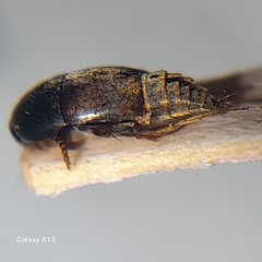 Tachyporinae