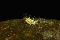 Birthamula rufa
