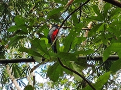 Trogon