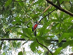 Trogon