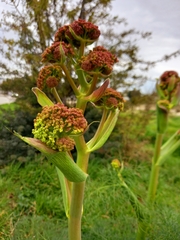 Ferula communis