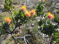 Leucospermum pluridens