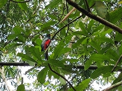 Trogon