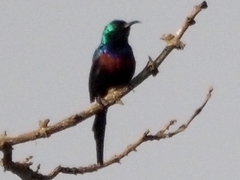 Cinnyris erythrocercus