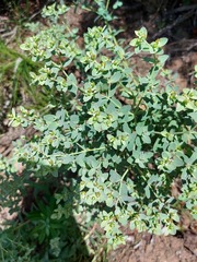 Euphorbia papillosa