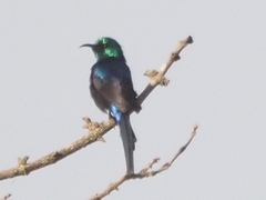 Cinnyris erythrocercus